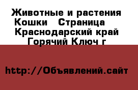 Животные и растения Кошки - Страница 5 . Краснодарский край,Горячий Ключ г.